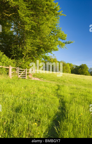 Percorso e il cancello in campo da boschi. Ranmore comune, North Downs, Surrey, Regno Unito