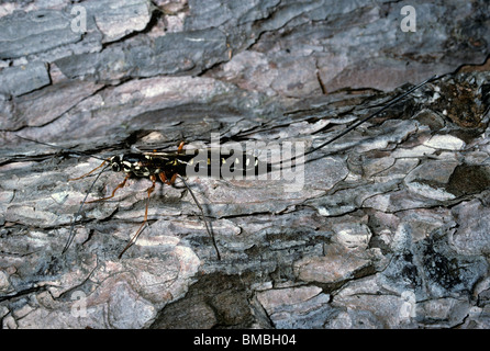 Sabre wasp, Parassitarie wasp (Rhyssa persuasoria: Ichneumonidae) femmina che mostra la sua lunga ovipositor, REGNO UNITO Foto Stock