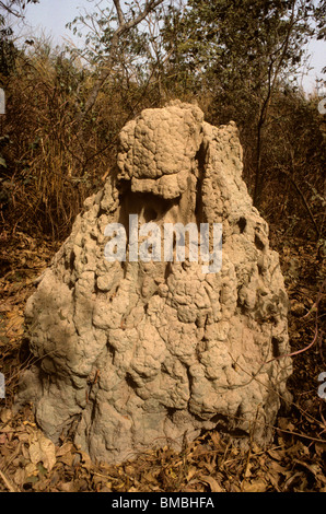 Termite (Cubitermes sp.) mound in Guinea savannah, Gambia Foto Stock