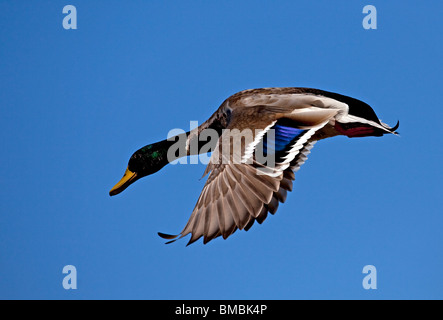 Germano reale in pieno volo mostrando completa i dettagli di ala. Foto Stock