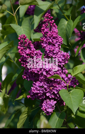 Syringa vulgaris o lilla Foto Stock