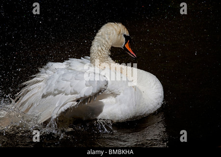 Cigno lavaggio, Abbotsbury Swannery, Dorset. Foto Stock