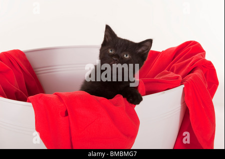 Carino gattino nero in bianco con vasca coperta di rosso Foto Stock