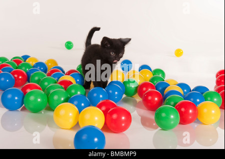 Carino gattino nero gioca con le sfere colorate Foto Stock