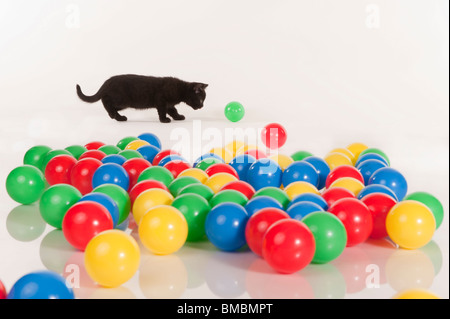 Carino gattino nero gioca con le sfere colorate Foto Stock