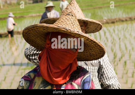 Thai gli agricoltori che lavorano nelle risaie. Foto Stock