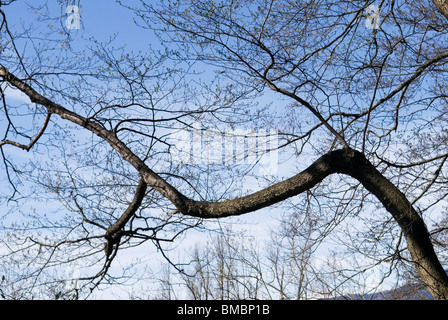 Curva tronco di albero Foto Stock