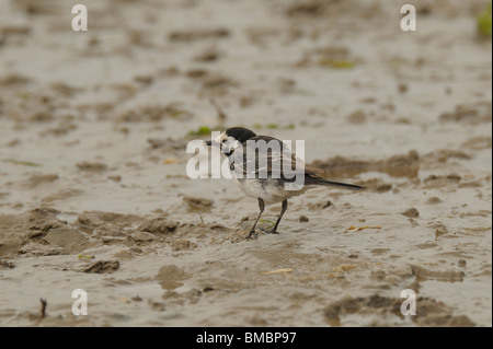 Adulto pied wagtail alimentazione nel fango Foto Stock