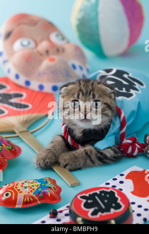 Scottish Fold gattino e Summer Festival Foto Stock