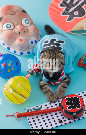 Scottish Fold gattino e Summer Festival Foto Stock