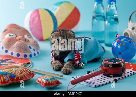 Scottish Fold gattino e Summer Festival Foto Stock