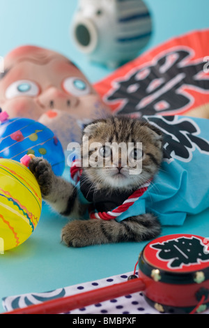 Scottish Fold gattino e Summer Festival Foto Stock