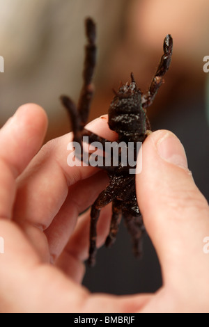 Villaggio Skuon Cambogia. Noto come Spiderville per esso prelibatezza locale di ragni fritti. Foto Stock