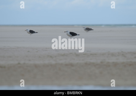 Grande nero-backed gull su sandbank. Foto Stock