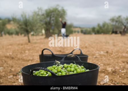 Recoleccion de la aceituna. Badajoz. Extremadura. España. La raccolta delle olive. Provincia di Badajoz. Extremadura. Spagna . Foto Stock