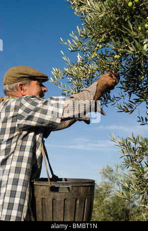 Recoleccion de la aceituna. Badajoz. Extremadura. España. La raccolta delle olive. Provincia di Badajoz. Extremadura. Spagna . Foto Stock