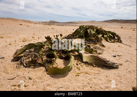 Welwitschia mirabilis nel deserto del Namib, Namibia. Foto Stock