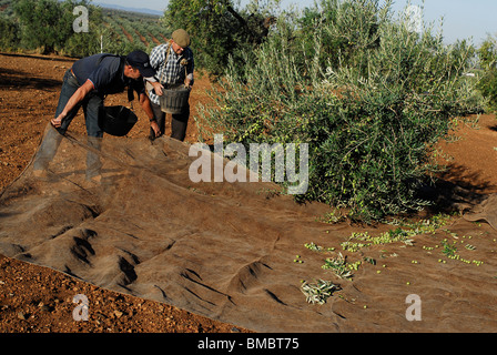 Recoleccion de la aceituna. Badajoz. Extremadura. España. La raccolta delle olive. Provincia di Badajoz. Extremadura. Spagna . Foto Stock