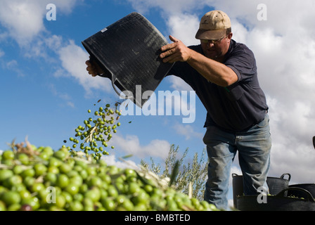 Recoleccion de la aceituna. Badajoz. Extremadura. España. La raccolta delle olive. Provincia di Badajoz. Extremadura. Spagna . Foto Stock