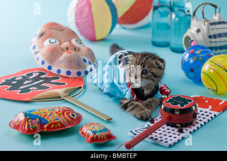 Scottish Fold gattino e Summer Festival Foto Stock