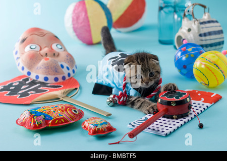 Scottish Fold gattino e Summer Festival Foto Stock