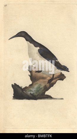 Sciocco guillemot, murre willocks o. Uria aalge (Colymbus troile) Foto Stock