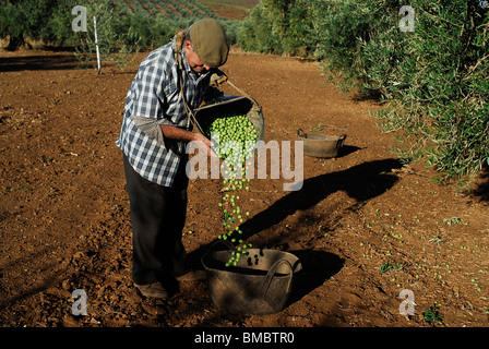 Recoleccion de la aceituna. Badajoz. Extremadura. España. La raccolta delle olive. Provincia di Badajoz. Extremadura. Spagna . Foto Stock