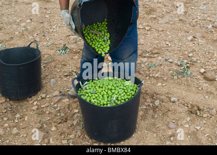 Recoleccion de la aceituna. Badajoz. Extremadura. España. La raccolta delle olive. Provincia di Badajoz. Extremadura. Spagna . Foto Stock