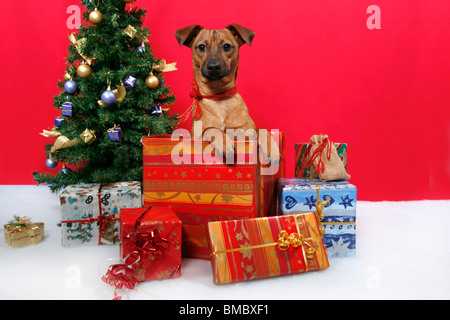 Hund unterm Weihnachtsbaum / cane sotto christmastree Foto Stock