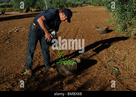 Recoleccion de la aceituna. Badajoz. Extremadura. España. La raccolta delle olive. Provincia di Badajoz. Extremadura. Spagna . Foto Stock