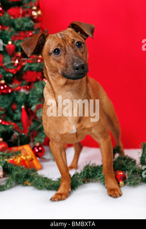 Hund unterm Weihnachtsbaum / cane sotto christmastree Foto Stock