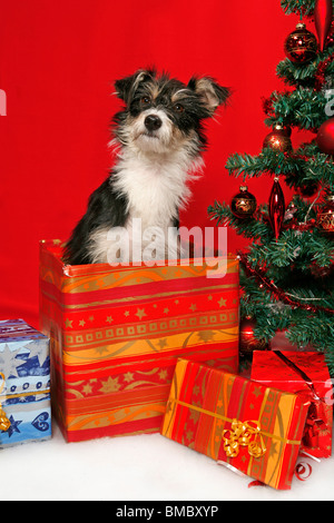 Hund unterm Weihnachtsbaum / cane sotto christmastree Foto Stock