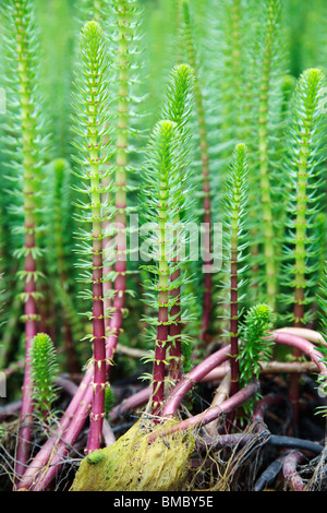 Hippuris Vulgaris Mare comune della coda Foto Stock