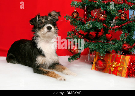 Hund unterm Weihnachtsbaum / cane sotto christmastree Foto Stock