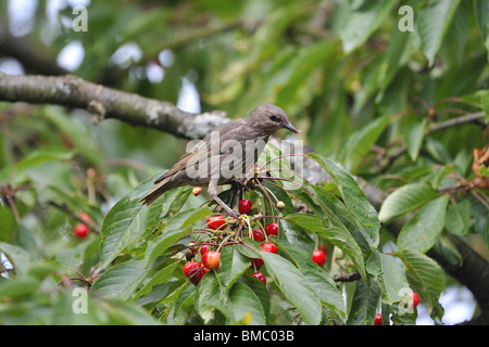 Starling immaturi (Sturnus vulgaris) mangiando le ciliegie sull'albero in estate Foto Stock