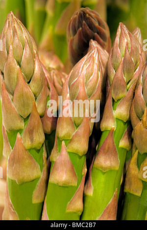 Freschi Asparagi inglese; allevamento, prodotta nel Hertfordshire, Londra, Inghilterra, Regno Unito, Europa Foto Stock