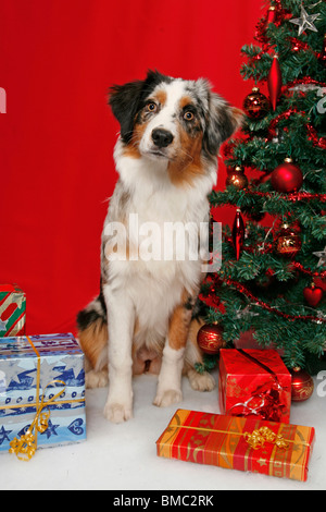 Hund unterm Weihnachtsbaum / cane sotto christmastree Foto Stock