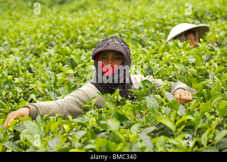 Femmina raccoglitrice di tè prelevare le foglie di tè in Wonosari la piantagione di tè, East Java, Indonesia Foto Stock
