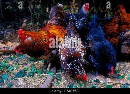 Alimentazione di polli in agriturismo, città di Occidental, Occidental, Sonoma County, California, Stati Uniti, America del Nord Foto Stock