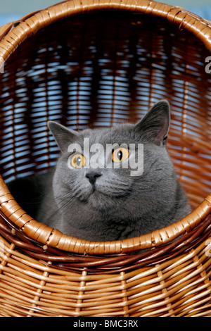 Britisch Kurzhaar / British Shorthair Foto Stock