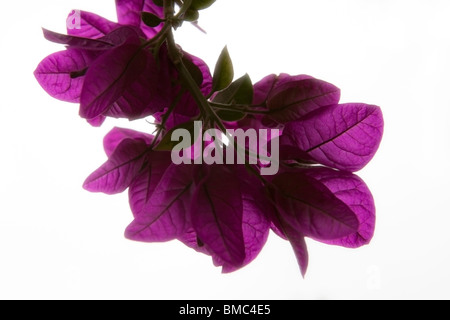 Sole che splende attraverso il bougainvillea fiorisce nel Jardin Majorelle , Marrakech , Marocco , il Nord Africa Foto Stock