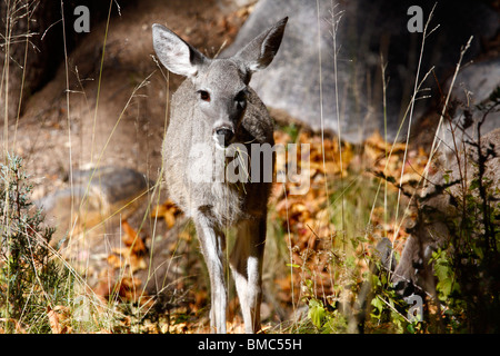 Coues bianco-tailed doe (Odocoileus virginianus couesi), Arizona meridionale Foto Stock