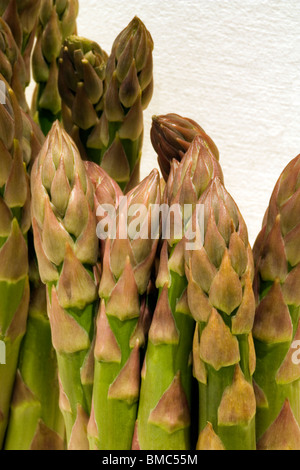 Freschi Asparagi inglese; allevamento, prodotta nel Hertfordshire, Londra, Inghilterra, Regno Unito, Europa Foto Stock