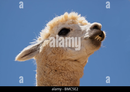 Ritratto di Alpaca (Vicugna pacos), specie animali domestiche di South American camelid Foto Stock