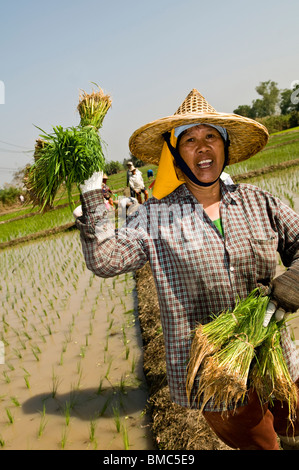 Thai gli agricoltori che lavorano nelle risaie. Foto Stock