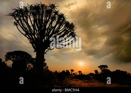 Silhouette di un fremito di alberi (Aloe dichotoma) all'alba di nuvole, Namibia, Sud Africa Foto Stock