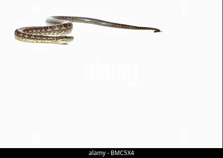 Morelia spilota variegata; moquette Snake su sfondo bianco Foto Stock