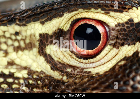 Varanus panopes; un Monitor Argus Eye Foto Stock