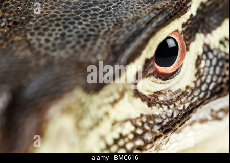 Varanus panopes; un Monitor Argus Eye Foto Stock