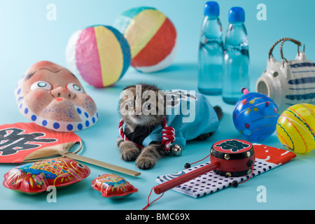 Scottish Fold gattino e Summer Festival Foto Stock